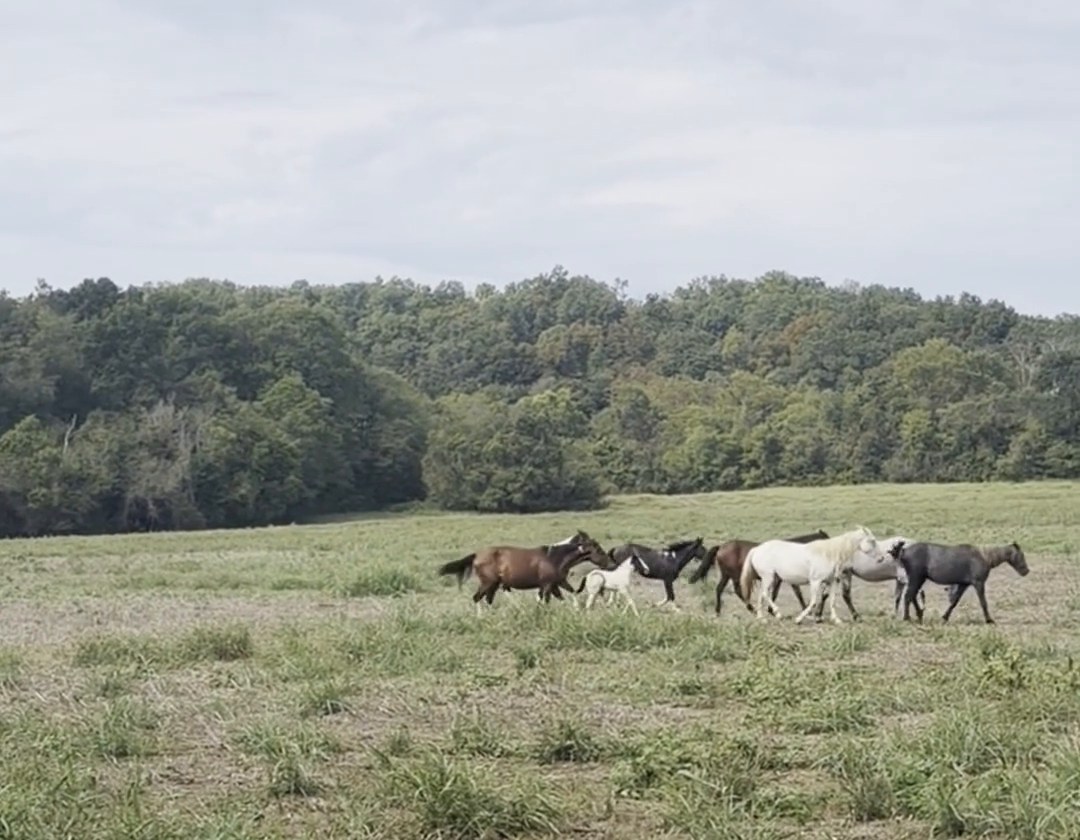 Wild horses grazing in a Shannon County field